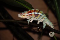 /album/fotogalerie-zoopark-zajezd-mala-rodinna-zoo-nedaleko-kladna/zoopark-zajezd333-jpg/